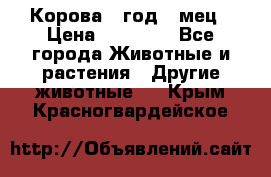 Корова 1 год 4 мец › Цена ­ 27 000 - Все города Животные и растения » Другие животные   . Крым,Красногвардейское